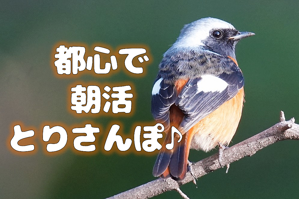 【都心で朝活：とりさんぽ♪】皇居で散歩しながら鳥の観察会