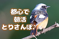 【都心で朝活：とりさんぽ♪】皇居で散歩しながら鳥の観察会