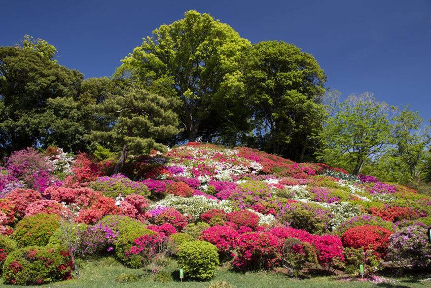 【早割中】六義園に行こう！つつじが見頃です🌺🌺🌺