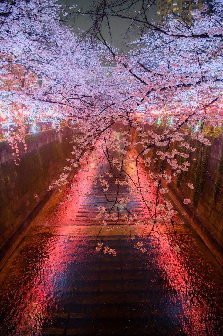 【20代30代限定】全国1位の夜桜ライトアップを見に行こう🌹🌹🌹