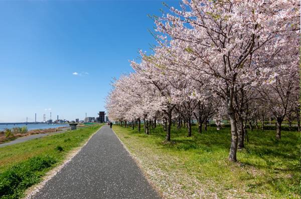 【早割中】千本桜を見に行こう🥞