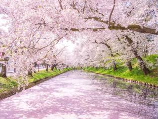 【早割中】庭園の桜を見に行こう🦊🦊🦊