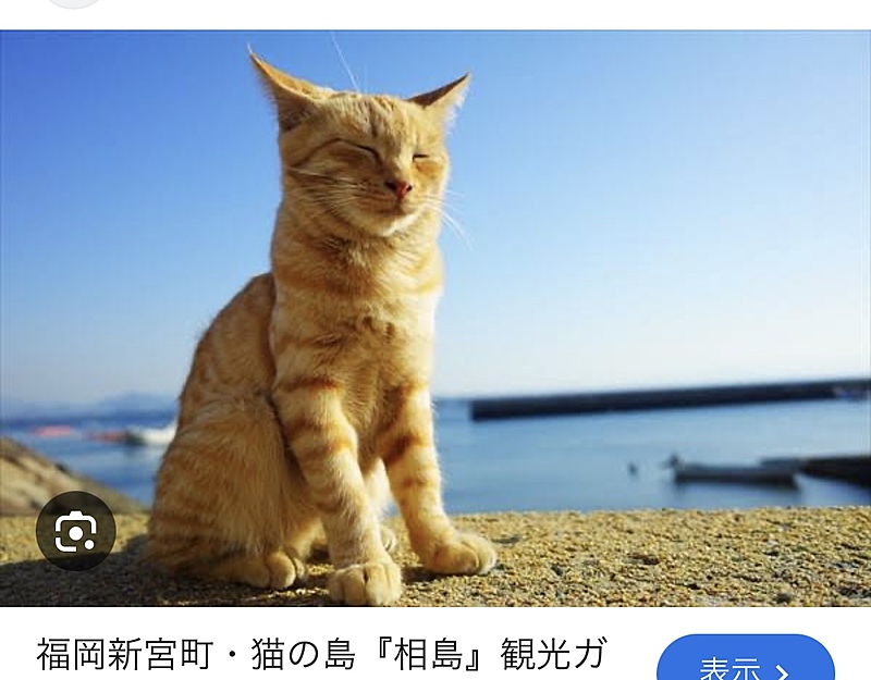 相島で猫に癒されるぞー！！！！！