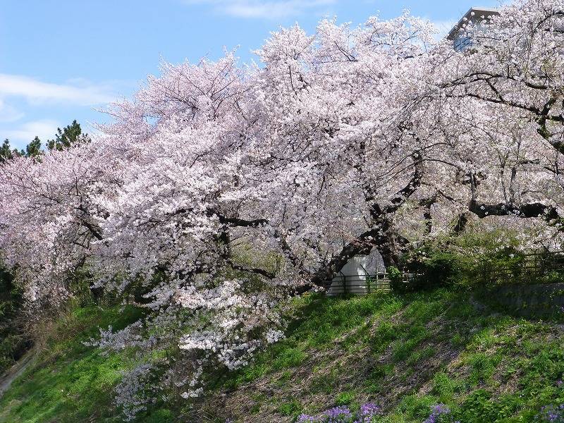 【早割中】穴場の桜スポット！？約240本のソメイヨシノを見に行こう🍒🍒🍒