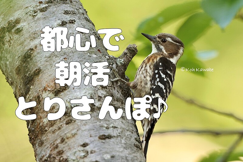 【都心で朝活：とりさんぽ♪】皇居で散歩しながら鳥の観察会