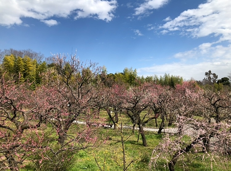 【20代・調布・少人数】神代植物公園 & 深大寺を散策しませんか？