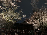 夜桜の美しい靖国神社で薪能を観ましょう