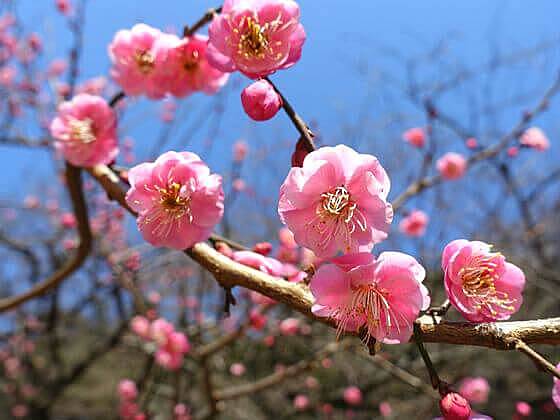 【早割中】今が旬の梅を見に行こう🏵️🏵️