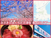 🌸土曜開催🌸みさきのおいしい魚料理と河津桜を鑑賞🌸春のおとずれ満喫ツアー