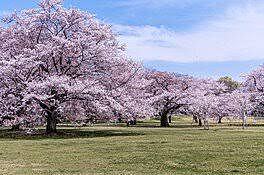 昭和記念公園で花見などをしよう！ 