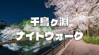 夜景と夜桜🌸都内随一の桜の名所【千鳥ヶ淵】で散歩と交流を楽しみましょう♪