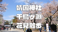 【見頃】東京随一の桜の名所「千鳥ヶ淵と靖国神社」の桜を楽しもう♪