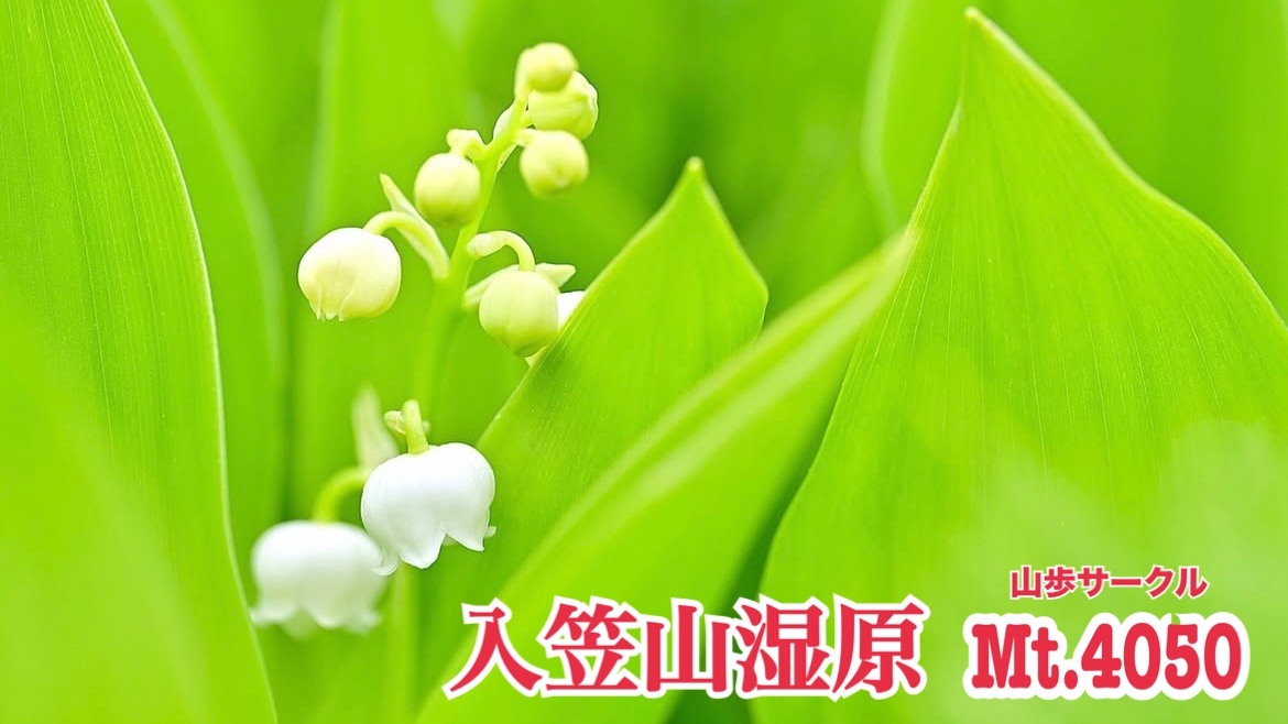湿原に咲くスズランや春の草花に包まれる南アルプス眺望トレッキング🚗
