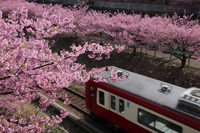 【20代主催】桜咲く🌸横浜⚓️で浦島🐢スポット巡り＆寿司🍣ランチ
