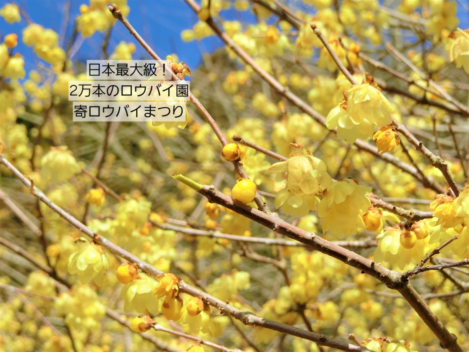 「冬に香る黄金の花～寄ロウバイ散策会」