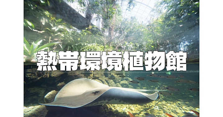 東南アジアの熱帯⾬林を再現！海⽔・汽⽔・淡⽔のいきものを展⽰！「板橋区立 熱帯環境植物館」にいこう！