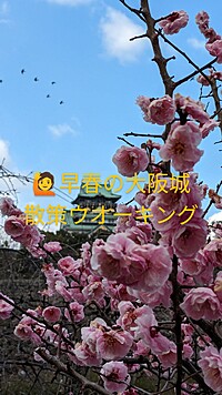 🏵️早春の大阪城散策ウォーキング(梅.花見)
