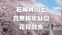 【桜が見頃】石神井川と音無親水公園の桜並木を楽しもう♪