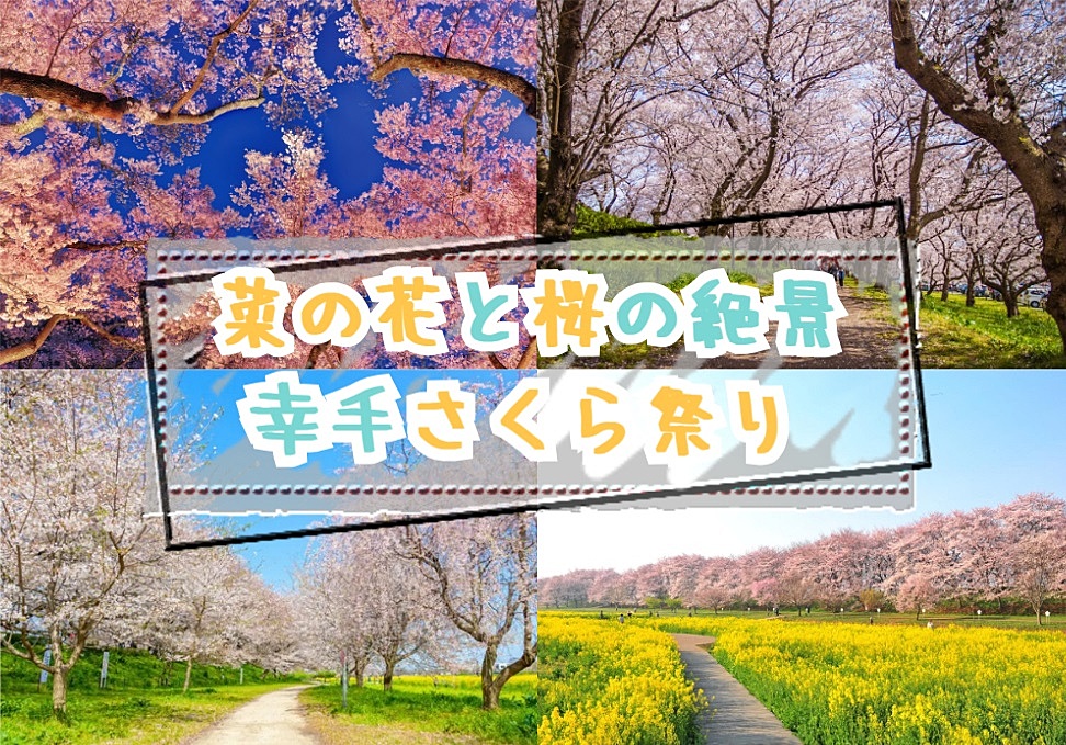 【20-30代 一部40代もOK】菜の花が広がる幸手桜まつりでお花見を楽しもう！