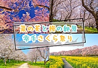 【20-30代 一部40代もOK】菜の花が広がる幸手桜まつりでお花見を楽しもう！