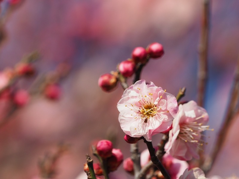 大宮公園を散歩します（梅まつり🌸）