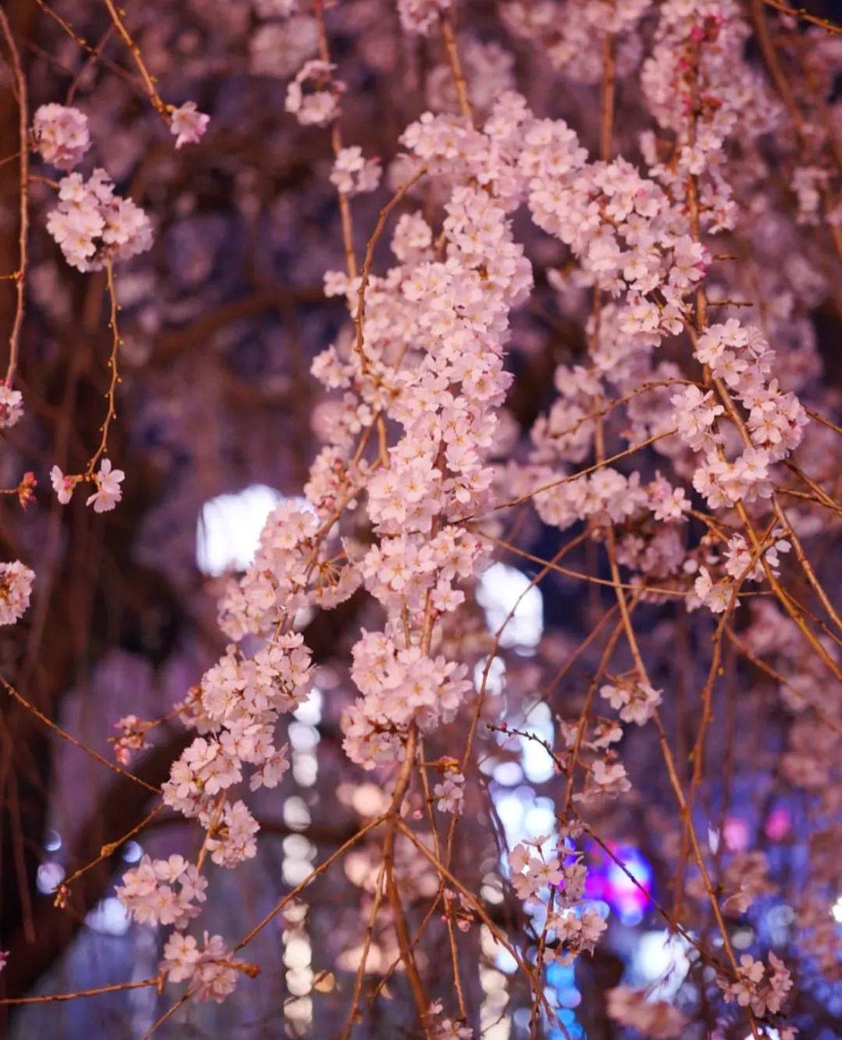 途中参加OK🙆‍♀️ 桜満開🌸🌸上野で夜桜🌸×屋台グルメを味わおう🍡