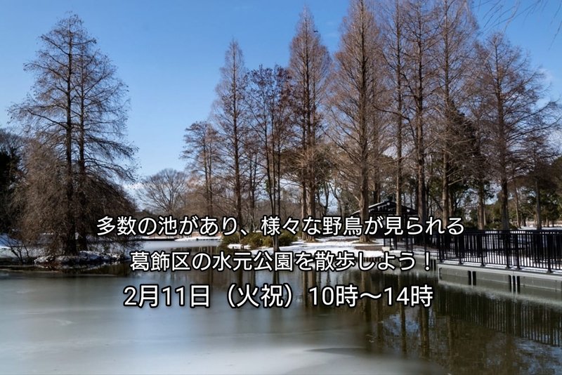 【30代中盤〜40代中心】多数の池があり、様々な野鳥が見られる葛飾区の水元公園を散策しよう！