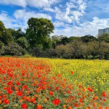 【早割中】キバナコスモスを見に行こう🌺🌺🌺
