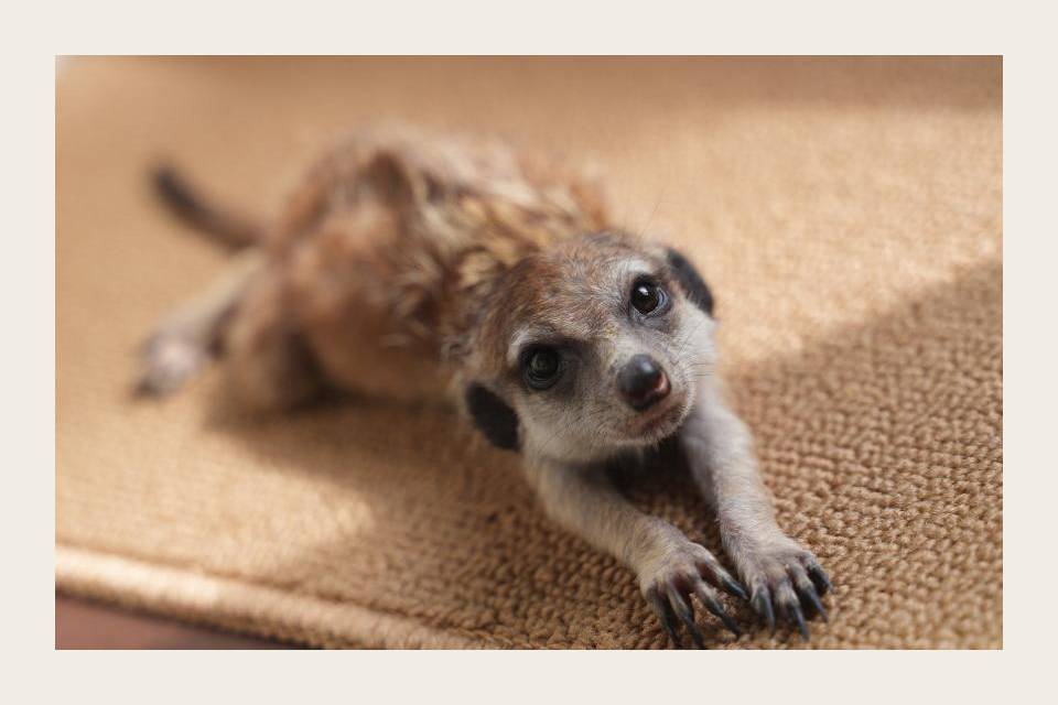 【早割中】大人気のミーアキャットカフェに行こう🦊🦊🦊