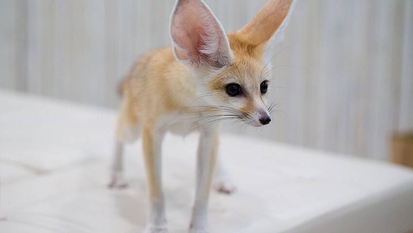 【早割中】20種類以上の動物と触れ合える！？人気の動物カフェに行こう🌺🌺