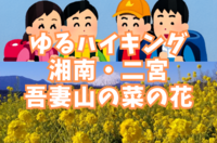 【ゆるハイキング】【初心者向け】3月8日（土）湘南二宮・吾妻山公園の菜の花と富士山！