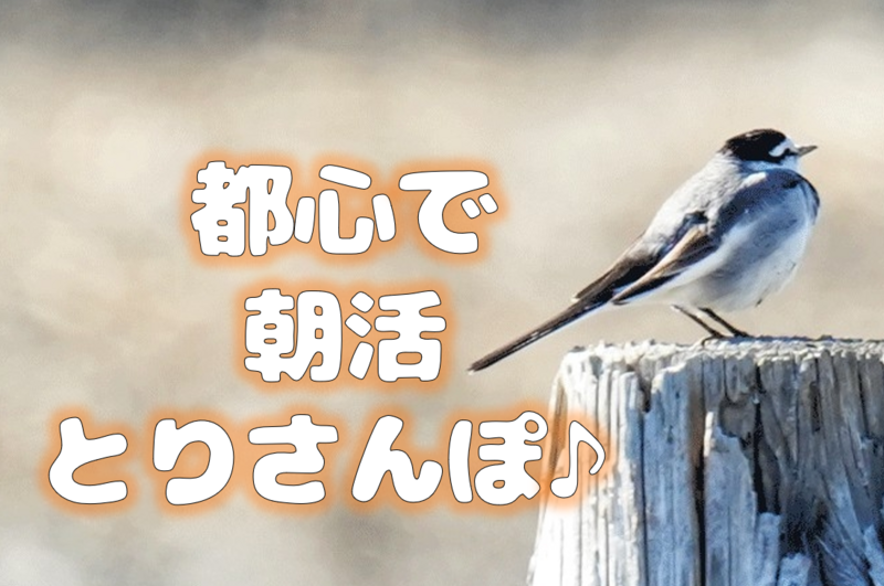 【都心で朝活とりさんぽ♪】皇居で散歩しながら鳥の観察会