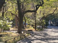 【日比谷公園】朝さんぽ と カフェトーク🚶🏻