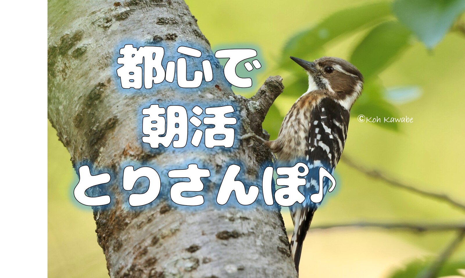 【都心で朝活とりさんぽ♪】皇居で散歩しながら鳥の観察会