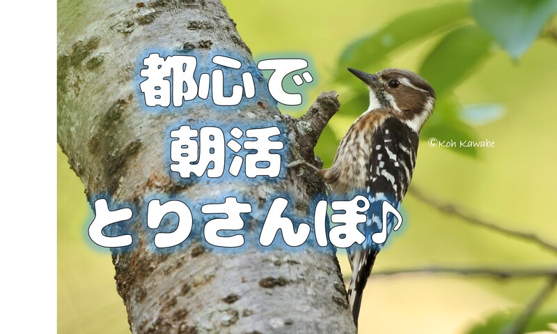 【都心で朝活とりさんぽ♪】皇居で散歩しながら鳥の観察会