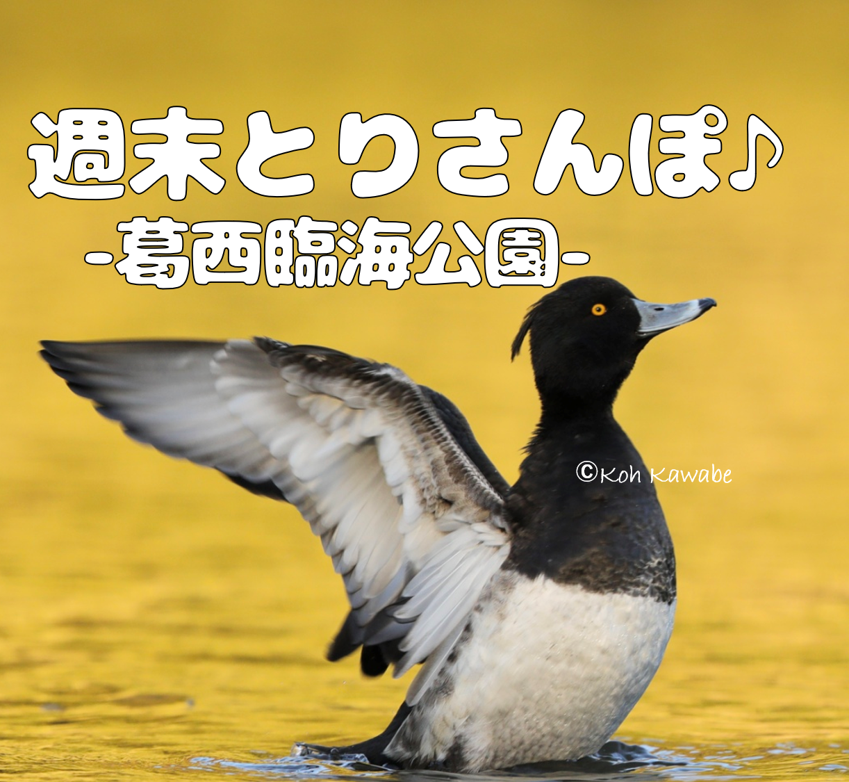 【週末とりさんぽ♪】-葛西臨海公園でバードウォッチング-（午前の部）