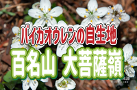 5/3 バイカオウレンを見に行こう！日本百名山！大菩薩峠で標高2000ｍの稜線歩き！