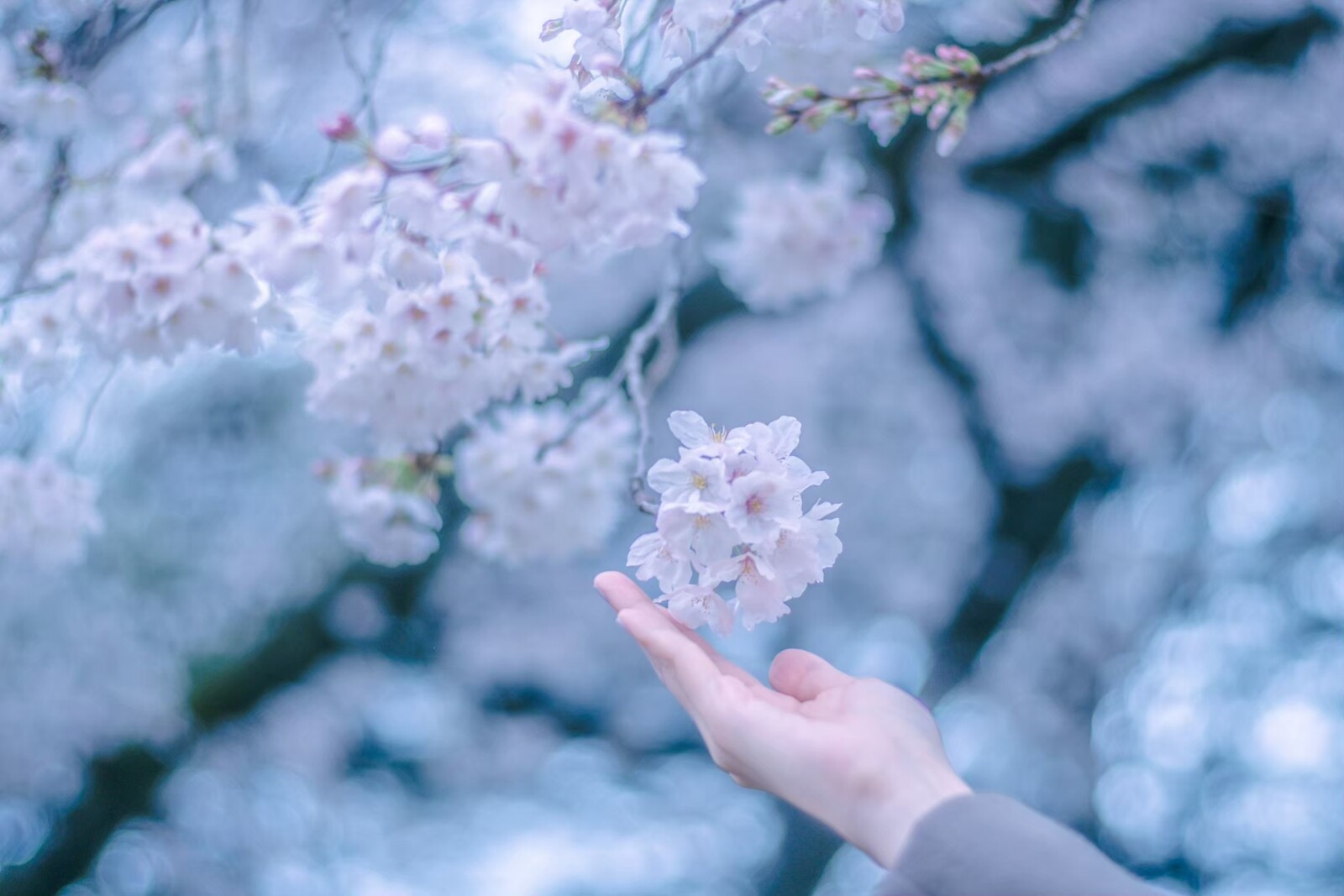 【20名募集 残り3名】3/29(土) お花見🌸@昭和記念公園