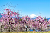 【撮影企画📸】🌸春の先取り🌸梅香る小田原さんぽ旅♪