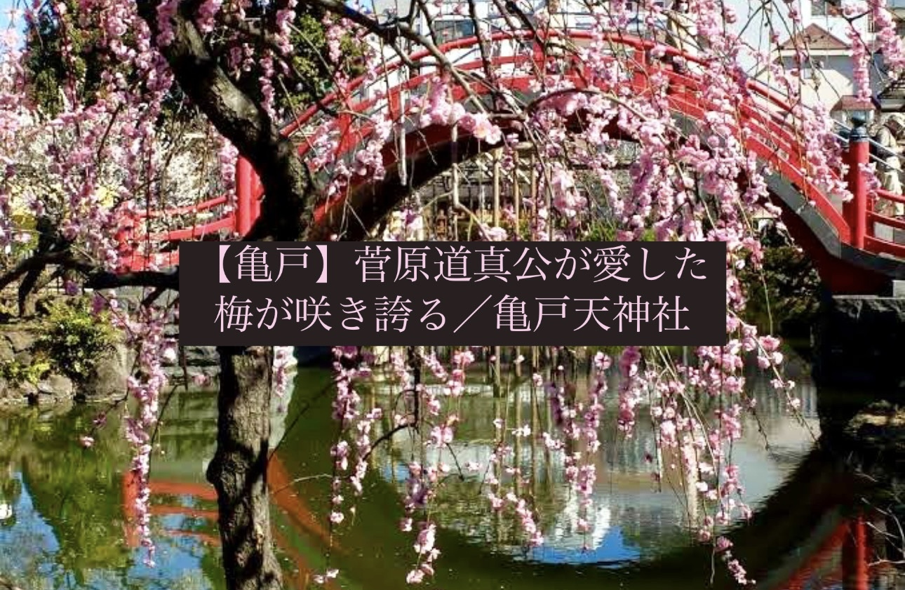 【亀戸駅集合】菅原道真公の梅を愛でる旅と楽しい飲み会🍻