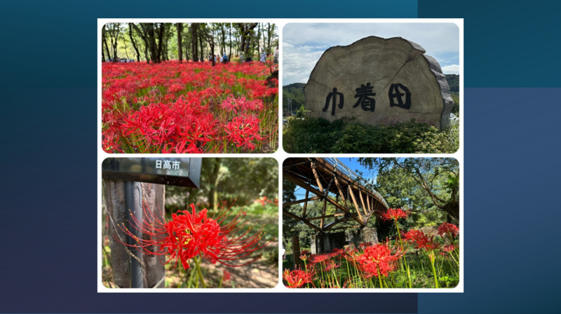日本一の曼殊沙華の群生地とその周辺史跡を散策しよう