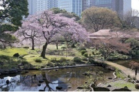 小石後楽園の桜を見に行こう🌸🌸