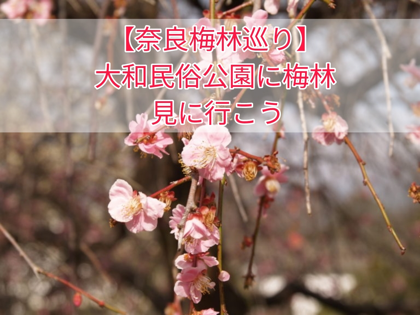 【奈良梅林巡り】奈良県立大和民俗公園散歩に行こう