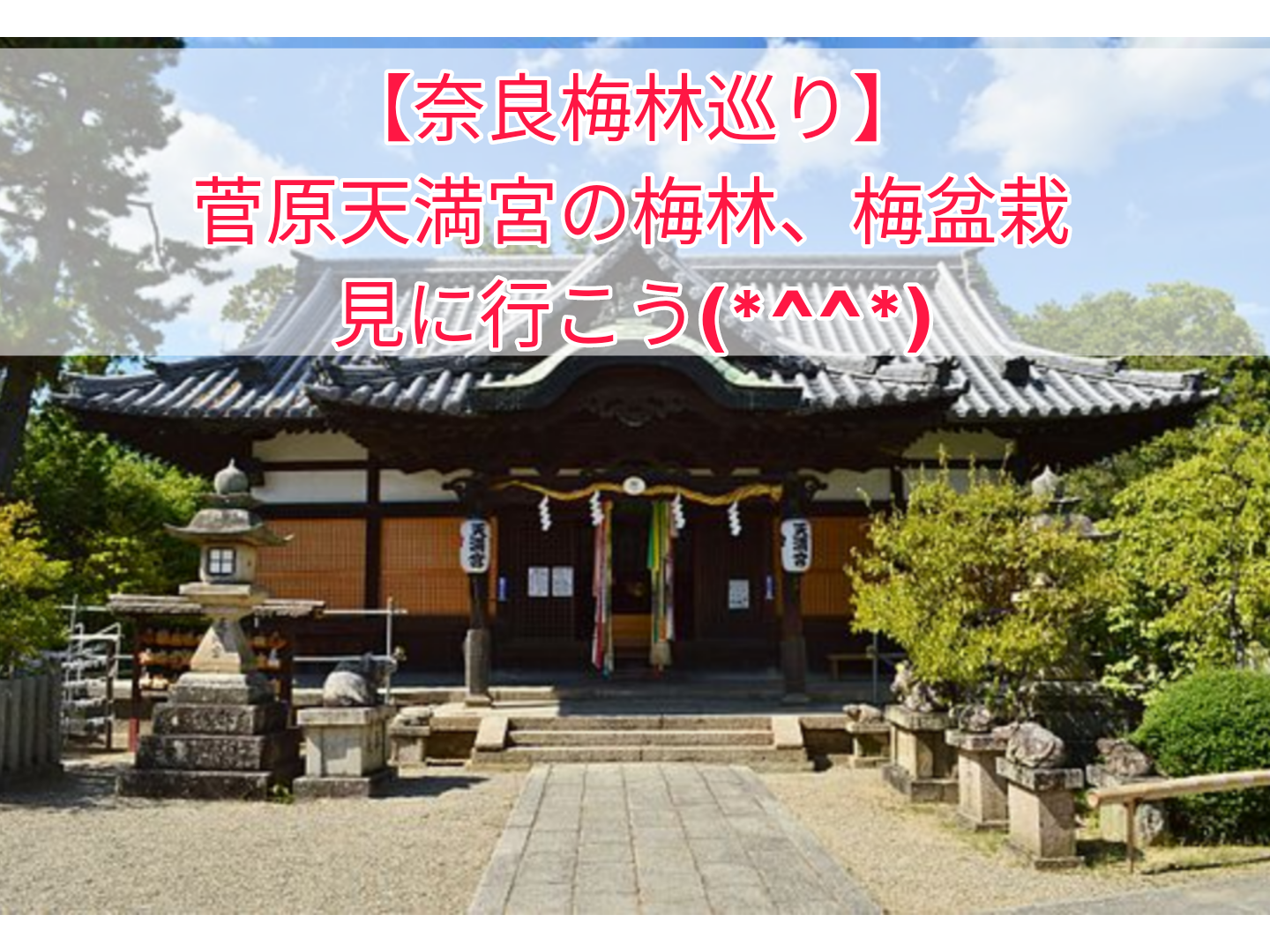 【奈良梅林巡り】菅原天満宮の梅林と梅盆栽を見にいこう
