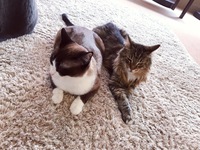 【猫カフェ写真撮影会📸】in名古屋🐾✨