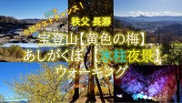 秩父・長瀞 宝登山【黄色の梅】とあしがくぼ【氷柱】ウォーキング　【アラサー・アラフォー歓迎！】