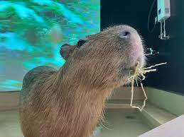 【20代30代限定】話題の動物カフェに行こう！ナマケモノ、アルマジロがいます😺😺