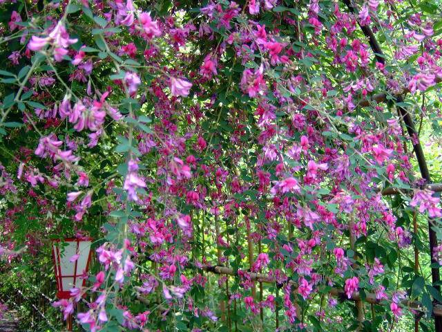 【早割中】萩まつりに行こう〜🌸 他の花も咲いてます🐽🐽