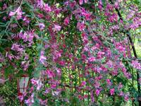 【早割中】萩まつりに行こう〜🌸 他の花も咲いてます🐽🐽