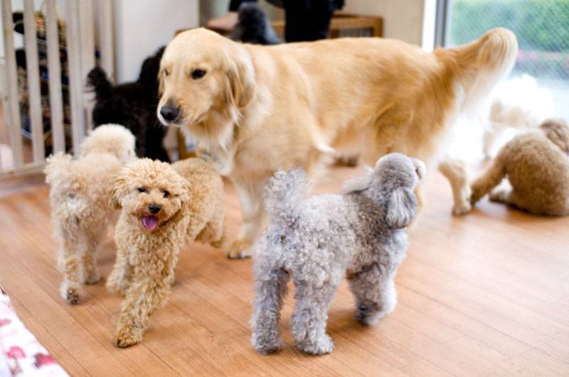 【早割中】大型犬のいる犬カフェに行こう🦊🦊🦊
